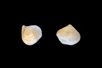 Lamellaerhynchia pictet